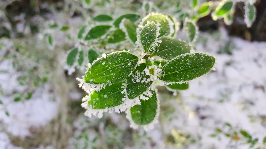 winter, ice, hoarfrost, wintry, cold, snow, drip, branch, forest HD wallpaper
