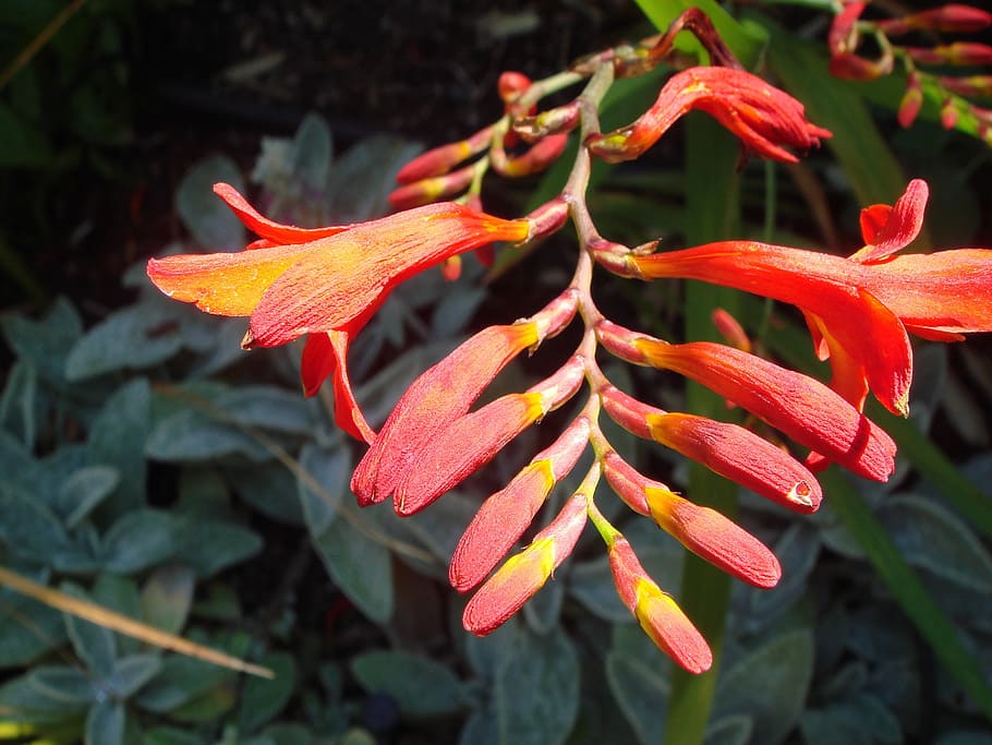 flower, red, buds, orange, flowers, garden, park, close-up HD wallpaper