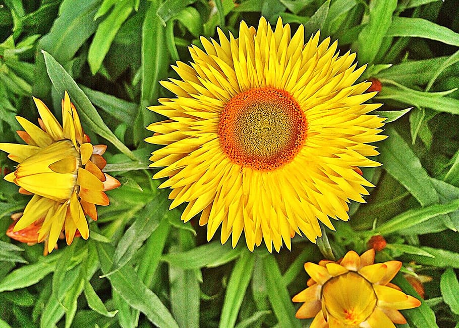 flower, yellow, strawflower, spring, blossom, flowering plant HD wallpaper