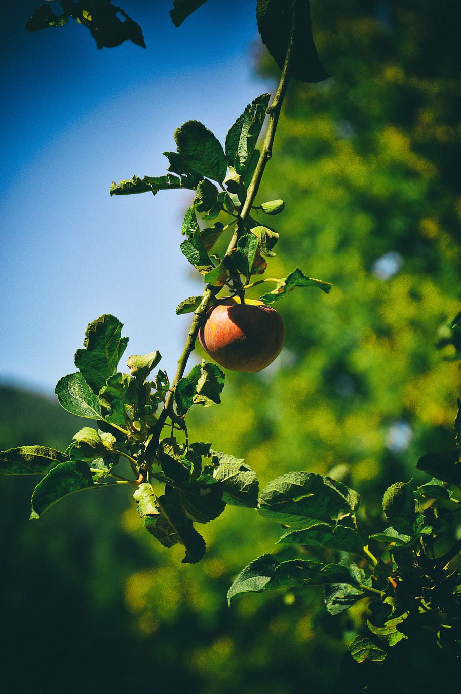 apple, tree, garden, apple flower, fruit, fruitful apple tree, HD wallpaper