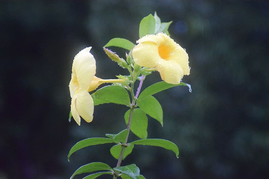 nature, leaf, flora, flower, tree, plant, flowering plant, beauty in nature HD wallpaper