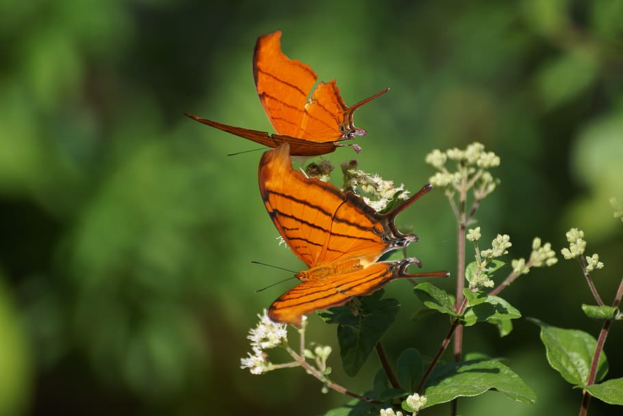 butterfly, orange, pair, insect, animal wildlife, invertebrate HD wallpaper
