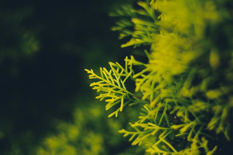 green leaf in shallow photography, shallow focus photography of green leaf HD wallpaper