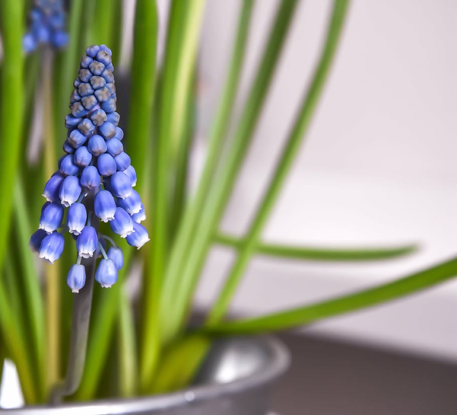 spring flowers, nature, white, green, floral, bloom, plant HD wallpaper