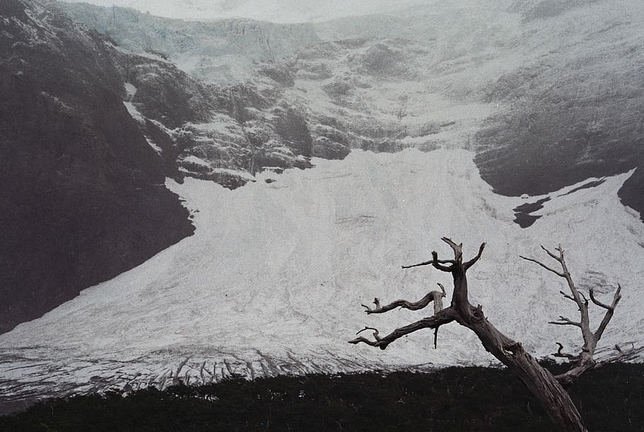 grayscale photo of bare tree, bare tree in mountain, snow, ice HD wallpaper