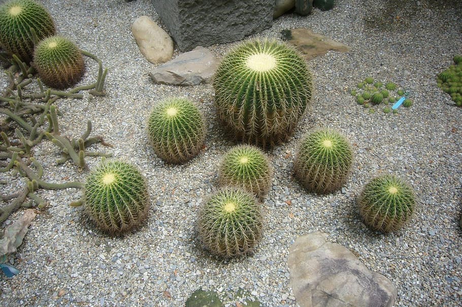 cactus, special, good looking, succulent plant, growth, high angle view HD wallpaper