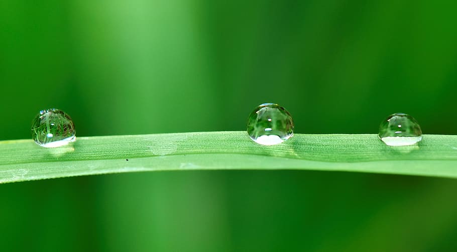 water, drops, grass, rain, nature, wet, fall, plant, raining HD wallpaper
