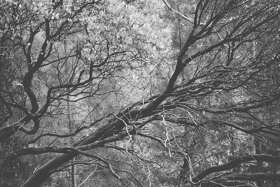 branches, tree, bare, autumn, winter, cold, forest, black and white HD wallpaper