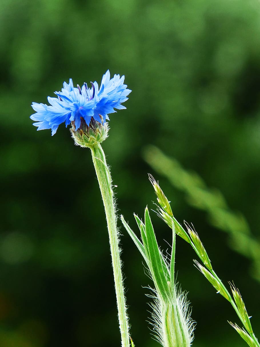 cornflower, blue, nature, summer, wild flower, blue flower HD wallpaper