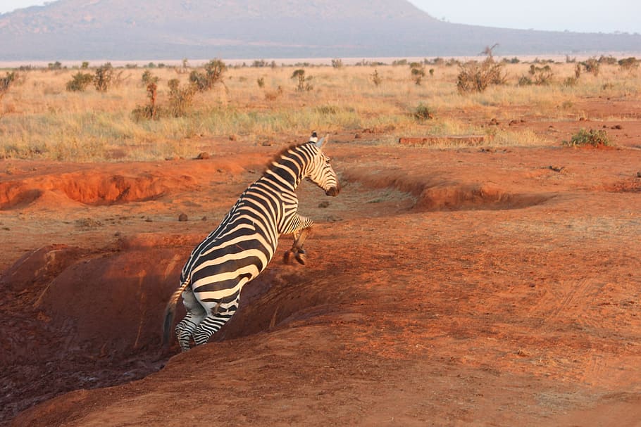 zebra jumping from hole at daytime, safari, tsavo, striped HD wallpaper