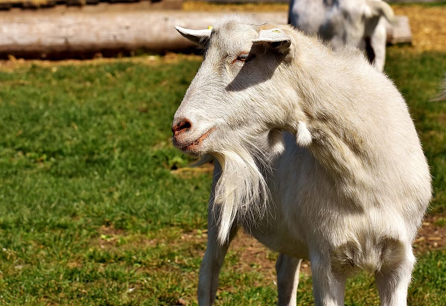 billy goat, goats, animal, farm, good aiderbichl, sanctuary