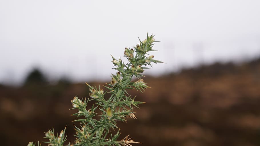 gorse, bush, thorn, nature, landscape, natural, plant, growth HD wallpaper