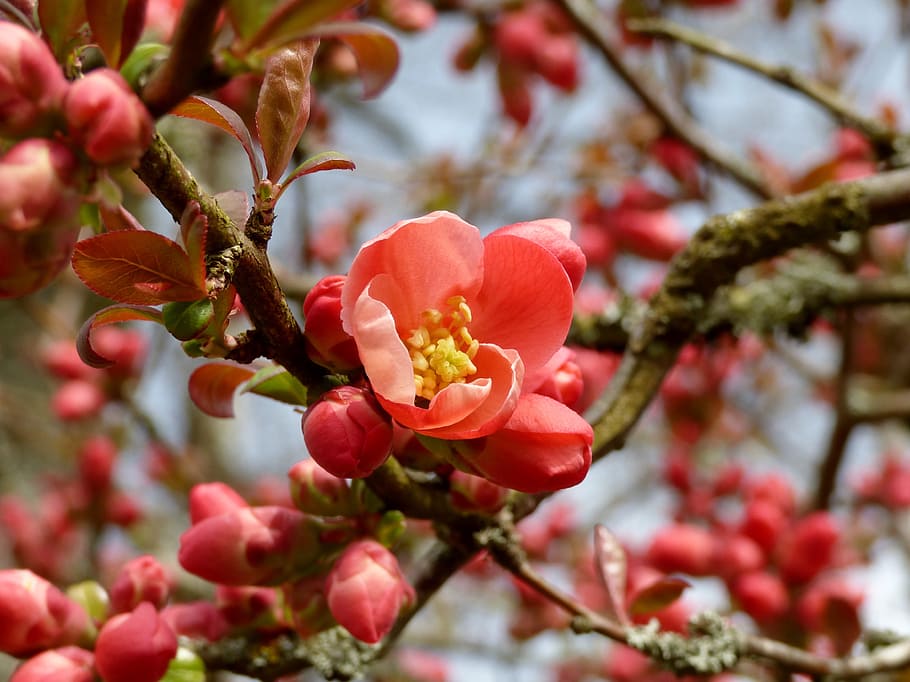 Blossom, Apple, Spring, nature, branch, tree, red, fruit, plant HD wallpaper