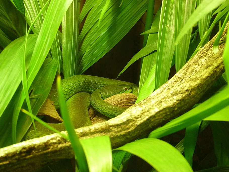 green, snake, foliage, green color, plant, animal wildlife HD wallpaper