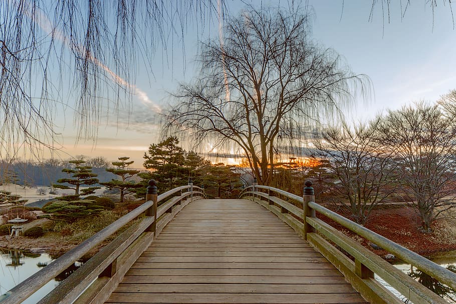 brown wooden bridge leading to withered trees, dawn, sunrise HD wallpaper