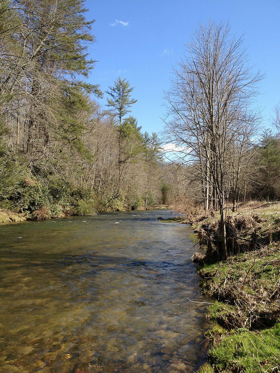 stream, river, trees, nature, water, bank, natural water, plant HD wallpaper