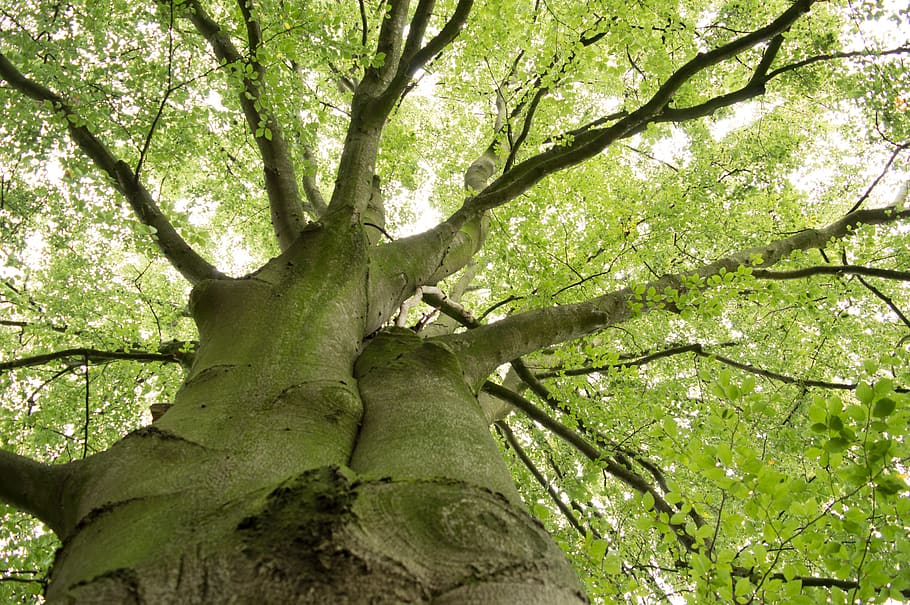tree, green, leaves, forest, log, tree bark, branches, nature HD wallpaper