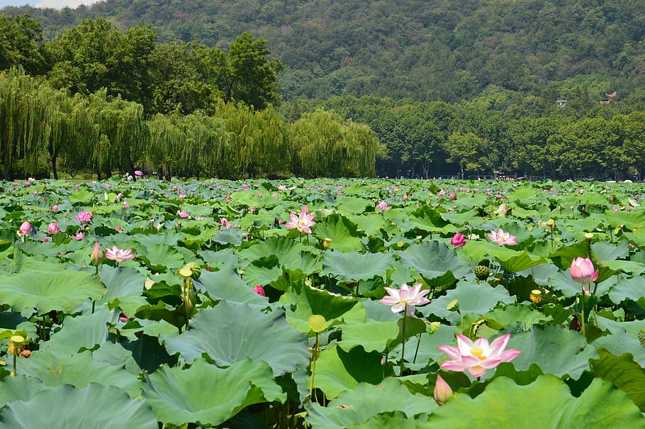 杭州, 西湖, 风景, 中国, plant, flower, growth, beauty in nature, HD wallpaper