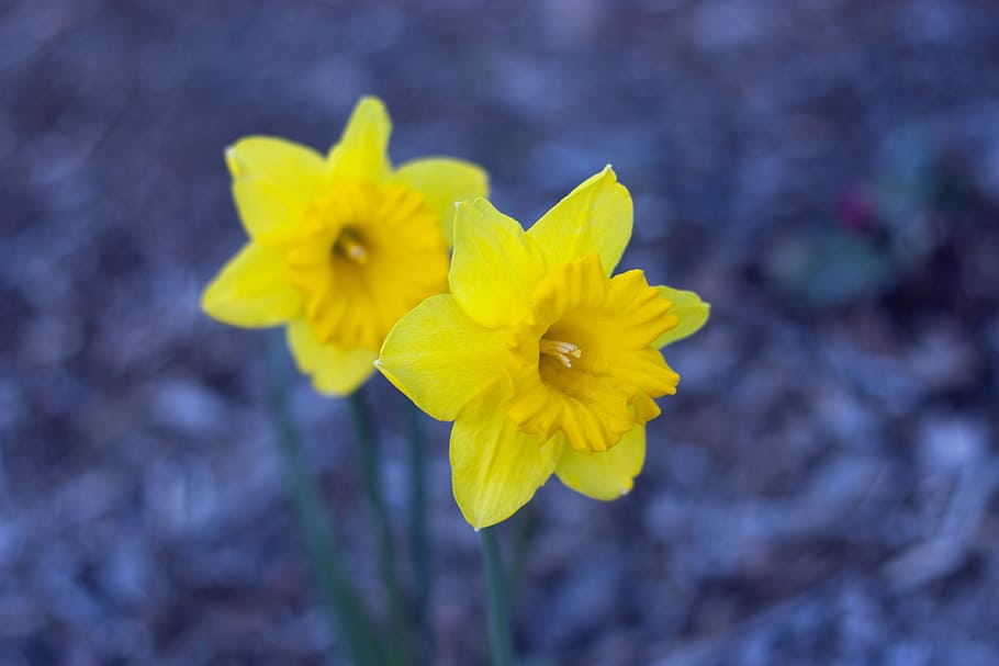 Daffodils, Spring, Flower, Narcissus, nature, garden, floral HD wallpaper