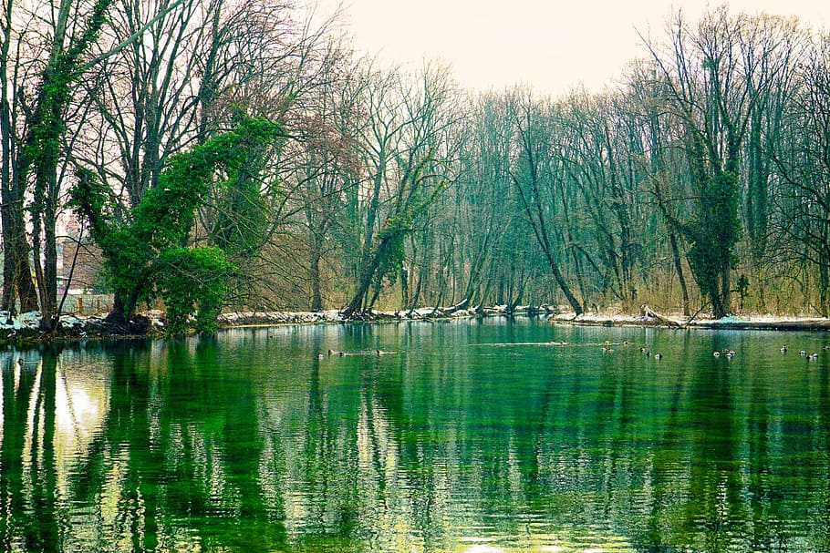 waters, nature, reflection, river, park, winter, tree, plant HD wallpaper