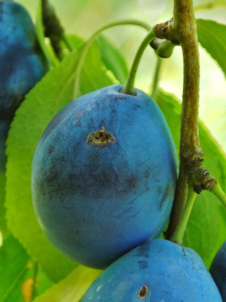 синие фрукты картинки