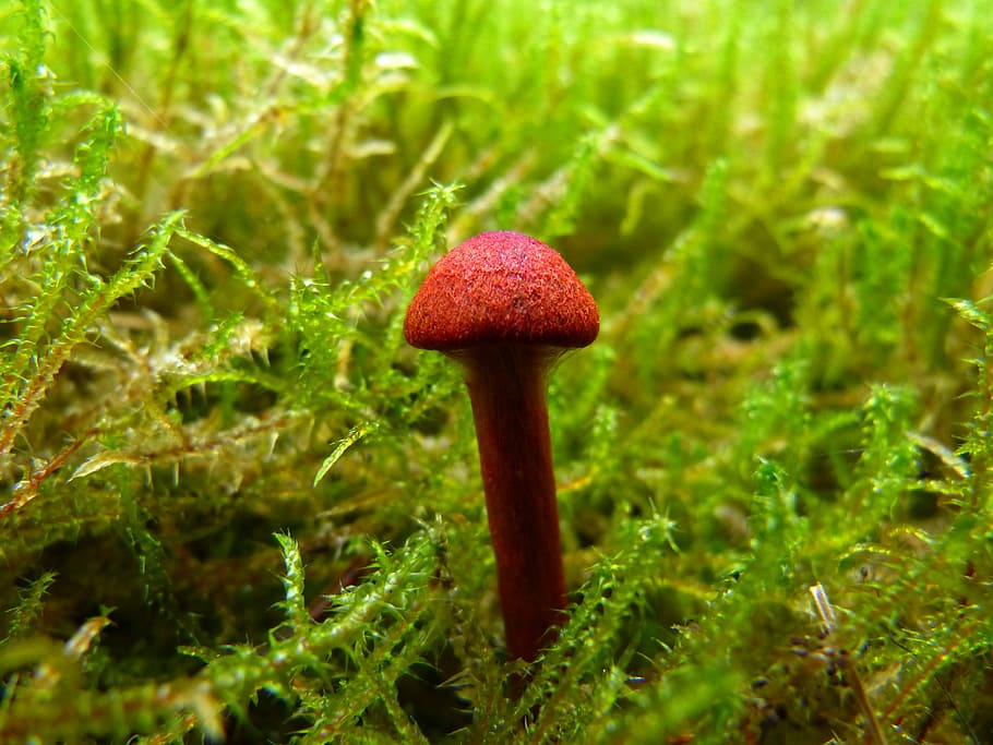 mushroom, brown, moss, small, autumn, forest, hat, growth, plant HD wallpaper