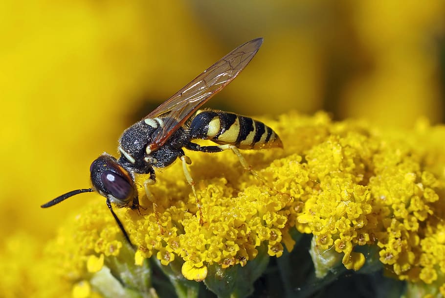 insect, plant, nature, animal wildlife, flower, animal themes HD wallpaper