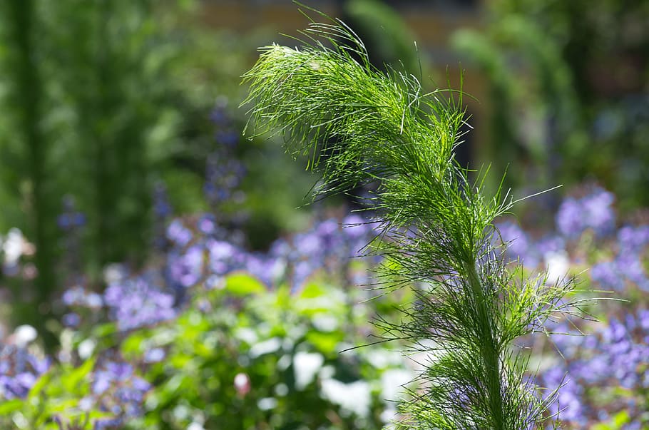 Plant, Wind, Flora, Summer, green, nature, close, growth, no people HD wallpaper