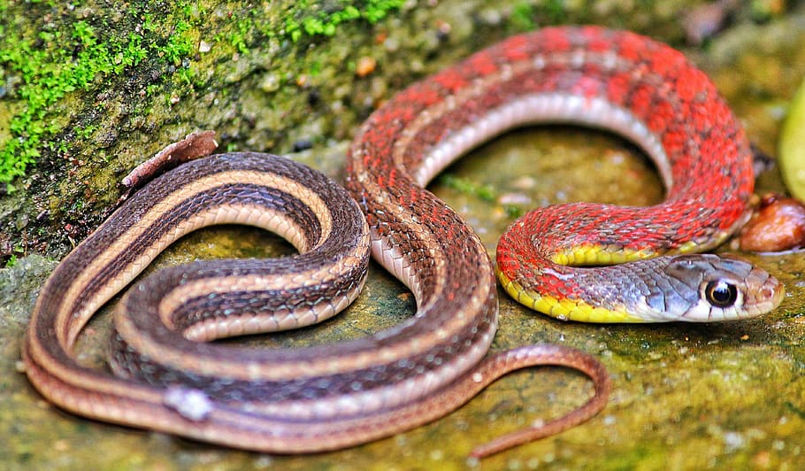 Wild Life Photography, red and brown snake on grounf, serpent HD wallpaper