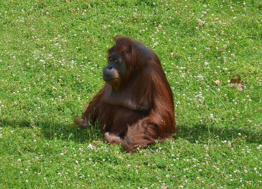 Monkey, Zoo, Tiergarten, one animal, grass, mammal, animal wildlife HD wallpaper