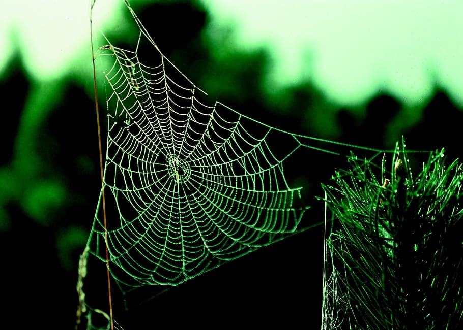 spider, pattern, morning, macro, close up, nature, outdoors HD wallpaper