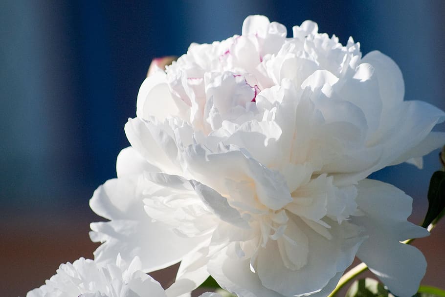 flowers, dalia, nature, spring, flowering plant, petal, vulnerability HD wallpaper