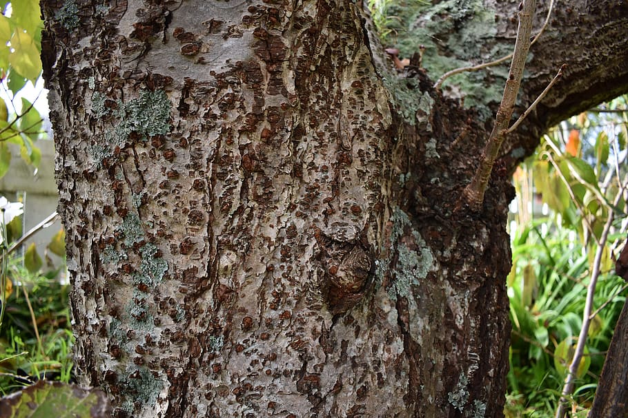 bark, tree, nature, wood, forest, texture, brown, old, pattern HD wallpaper