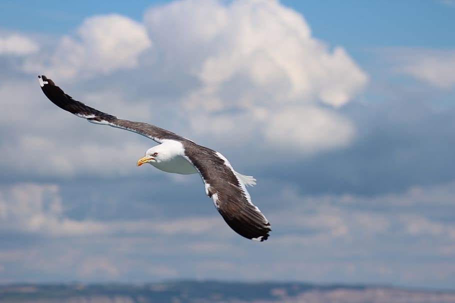 bird, sky, nature, flight, dom, wing, wildlife, seagulls, outdoors HD wallpaper