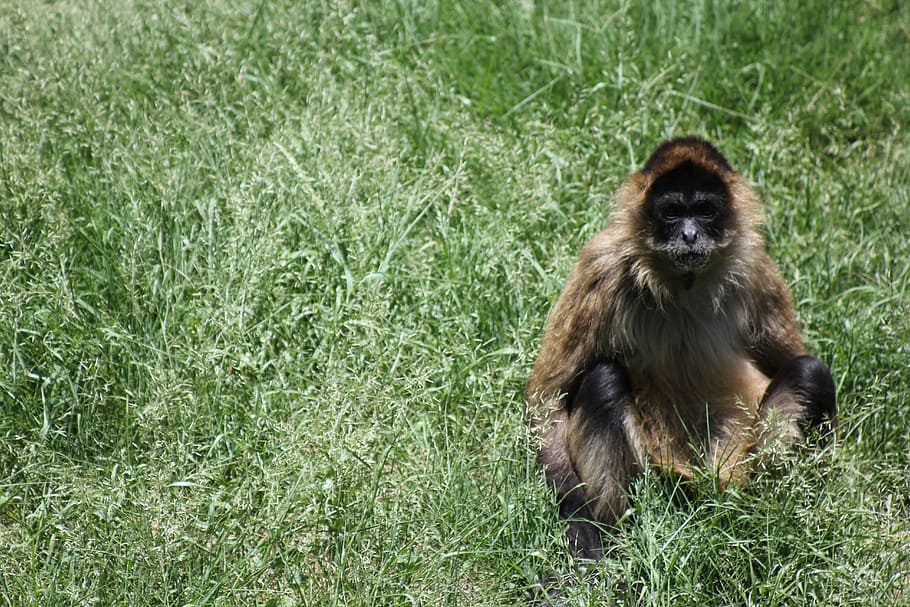 monkey, wildlife, animal, nature, primate, jungle, safari, animal wildlife HD wallpaper