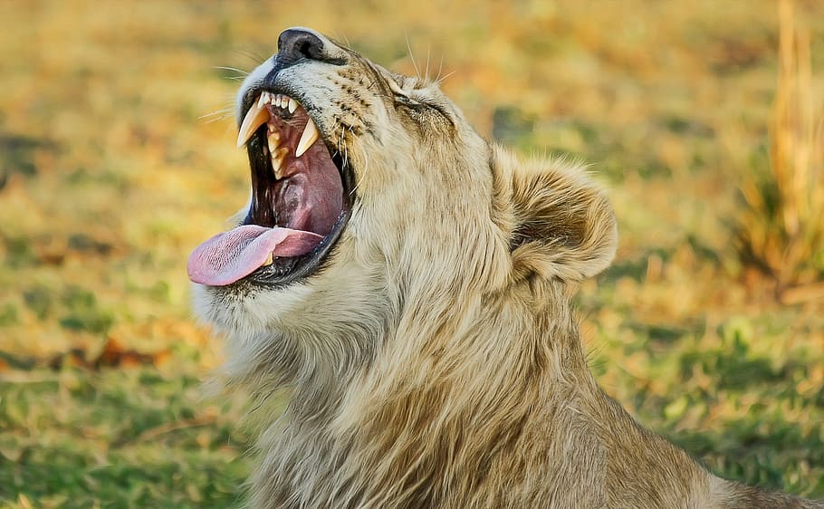 HD wallpaper: focus photography of lion cub, safari, africa, predator ...