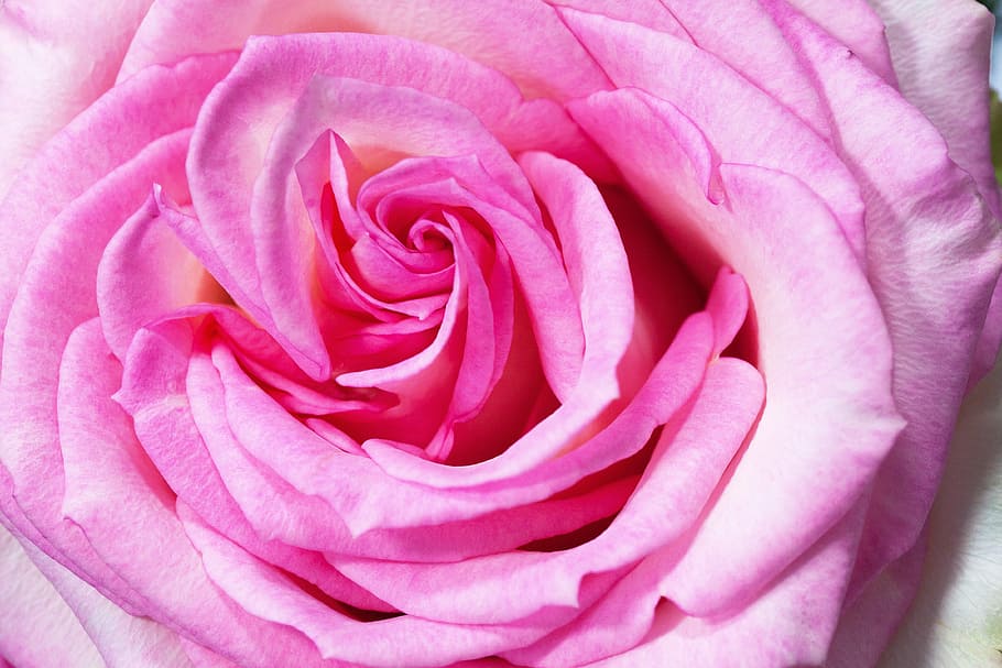 shallow focus photography of pink rose, macro, flower, composites HD wallpaper