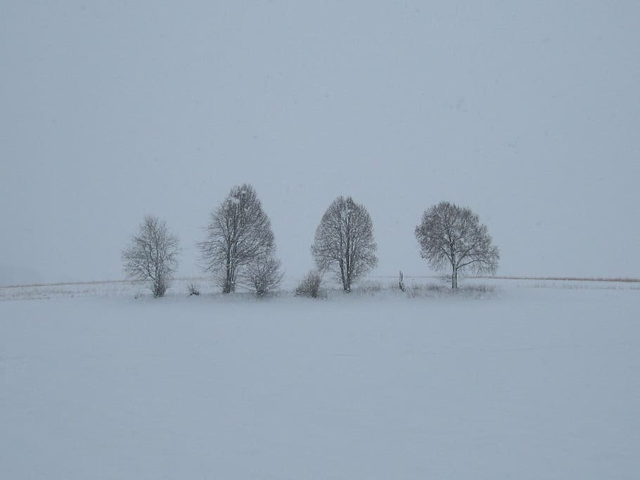 fog, snow, trees, nature, landscape, winter, cold temperature HD wallpaper