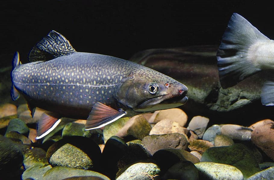 black fish, eastern brook trout, water, swimming, underwater, HD wallpaper
