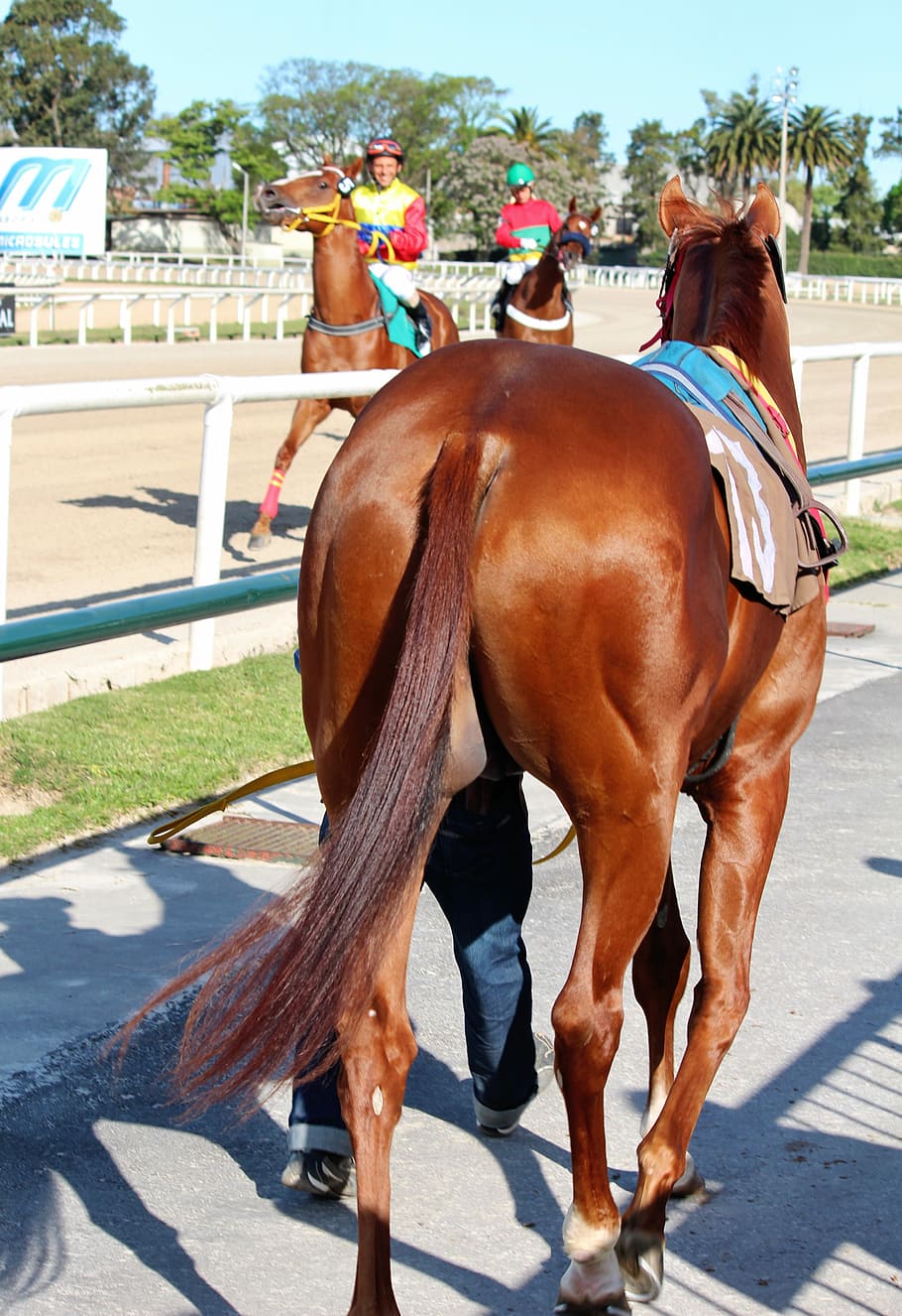 Horses, Horse Racing, Thoroughbreds, jockey, racehorse, horseback riding