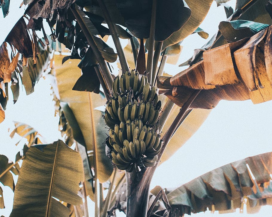 bunch of banana fruit on tree, low-angle photography of banana tree HD wallpaper