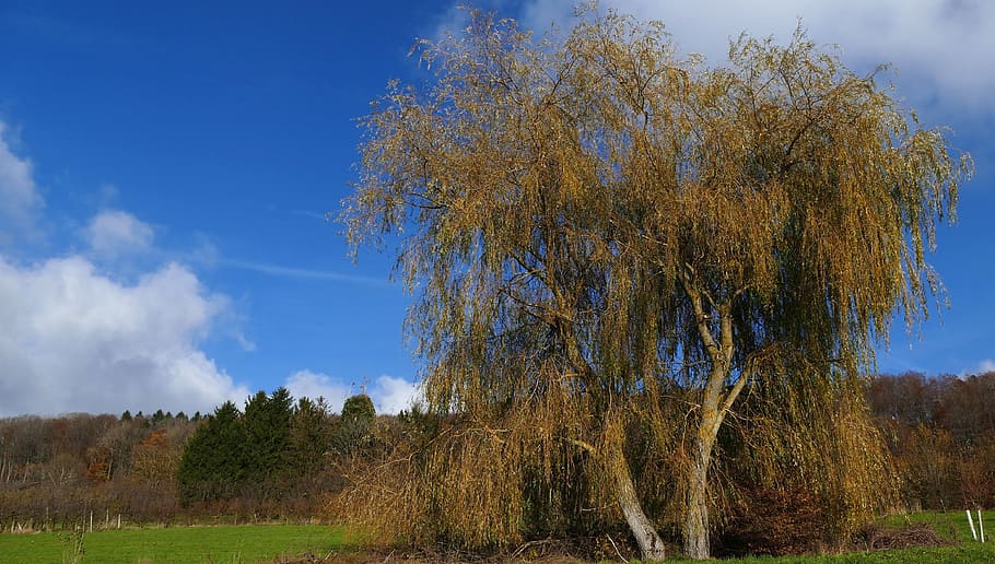 landscape, nature, sky, clouds, tree, pasture, sun, plant, beauty in nature HD wallpaper