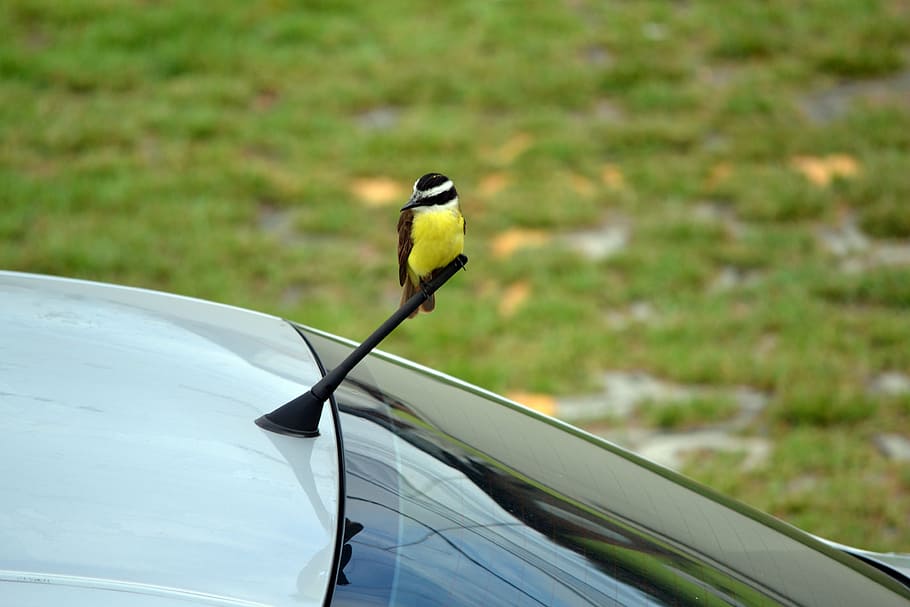 bird, beautiful, nature, wild, cute, outdoors, car, animal