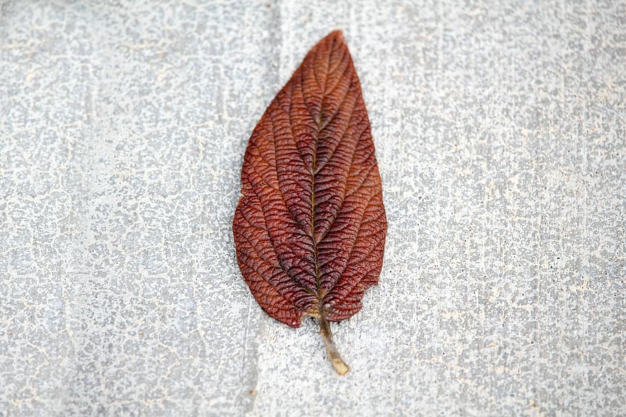 desktop, nature, leaf, concrete, fall, color, flora, plant part HD wallpaper