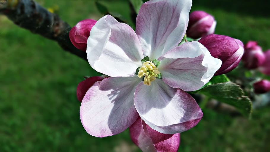 flower, tree, spring, nature, flowering, sprig, flowering plant HD wallpaper