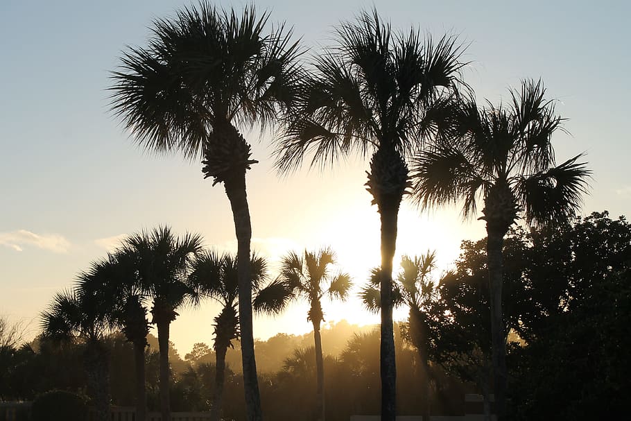sunset through palms, beach, nature, mist, haze, tree, plant HD wallpaper