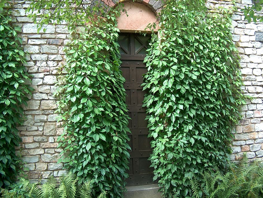 door between plants, goal, input, ivy, ivy trellis, mysterious HD wallpaper