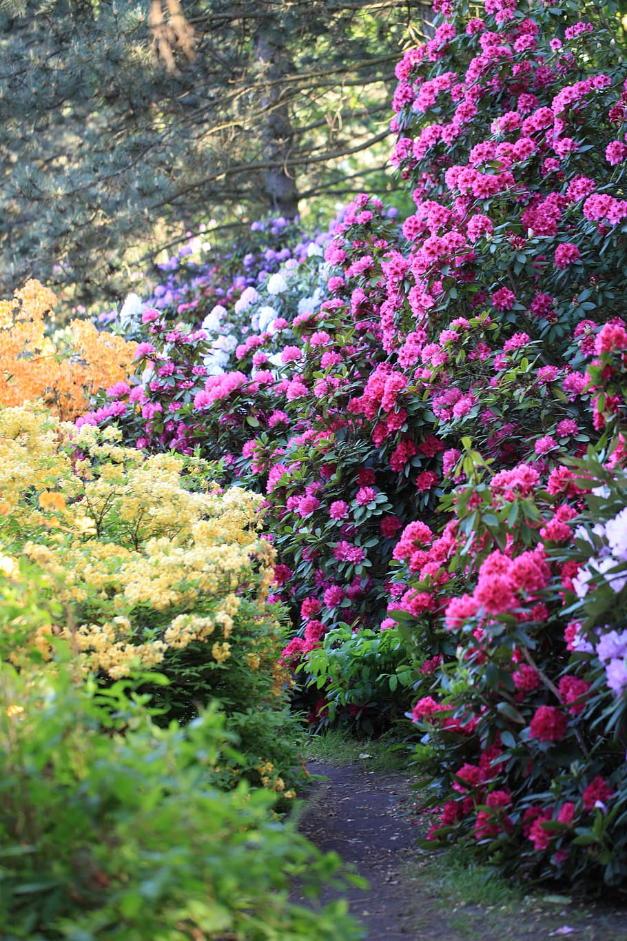 Rhododendron 1080p, 2k, 4k, 5k Hd Wallpapers Free Download 