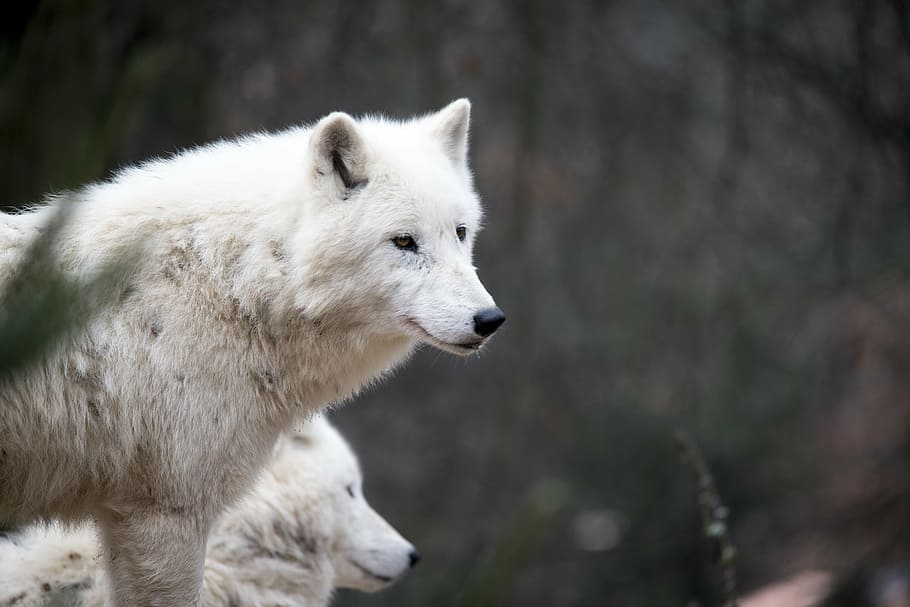 closeup photo of white wolf, nature, predator, wildlife, head HD wallpaper