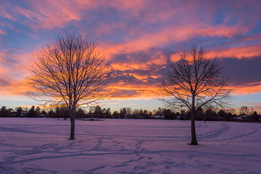 tree, nature, dawn, winter, fall, sunset, landscape, season HD wallpaper